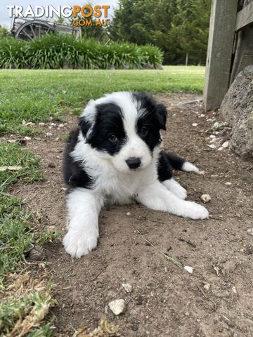 Purebred Long Haired Border Collie Puppies