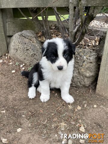 Purebred Long Haired Border Collie Puppies