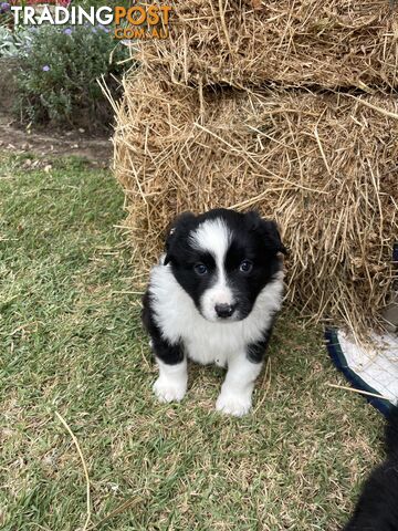 Purebred Long Haired Border Collie Puppies