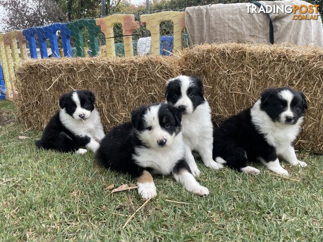 Purebred Long Haired Border Collie Puppies