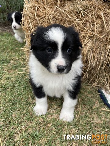 Purebred Long Haired Border Collie Puppies