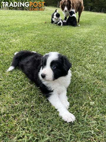 Purebred Long Haired Border Collie Puppies