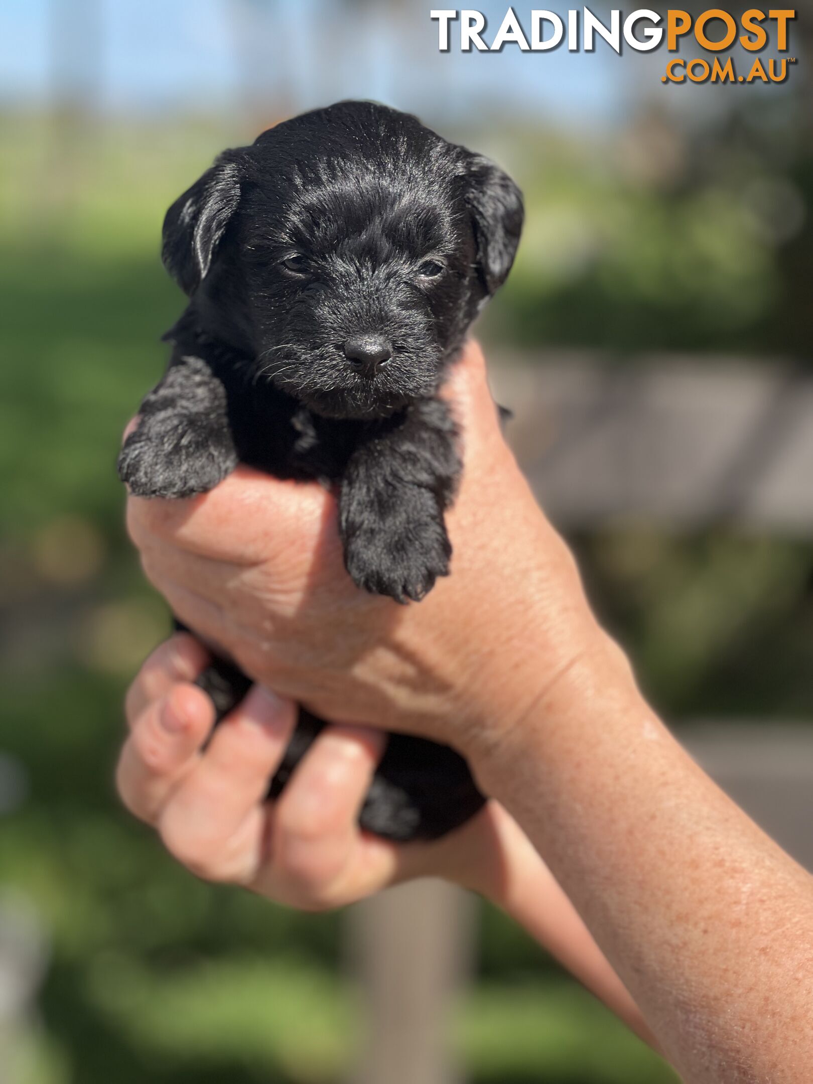 6 x Toy Poodle x Aussie Terrier Puppies For Sale