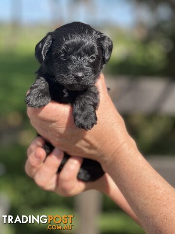 6 x Toy Poodle x Aussie Terrier Puppies For Sale