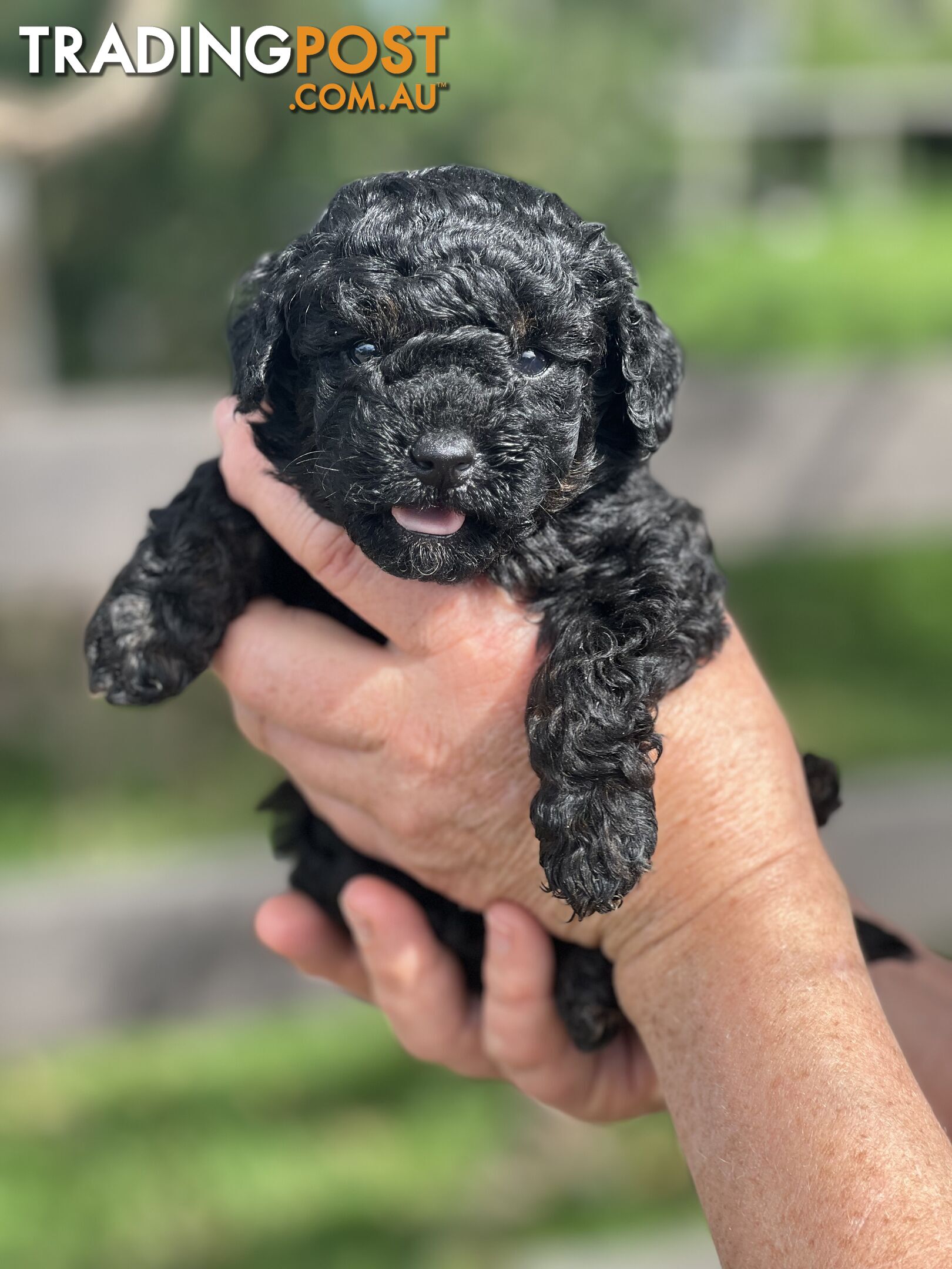 6 x Toy Poodle x Aussie Terrier Puppies For Sale