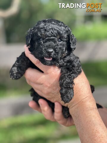 6 x Toy Poodle x Aussie Terrier Puppies For Sale