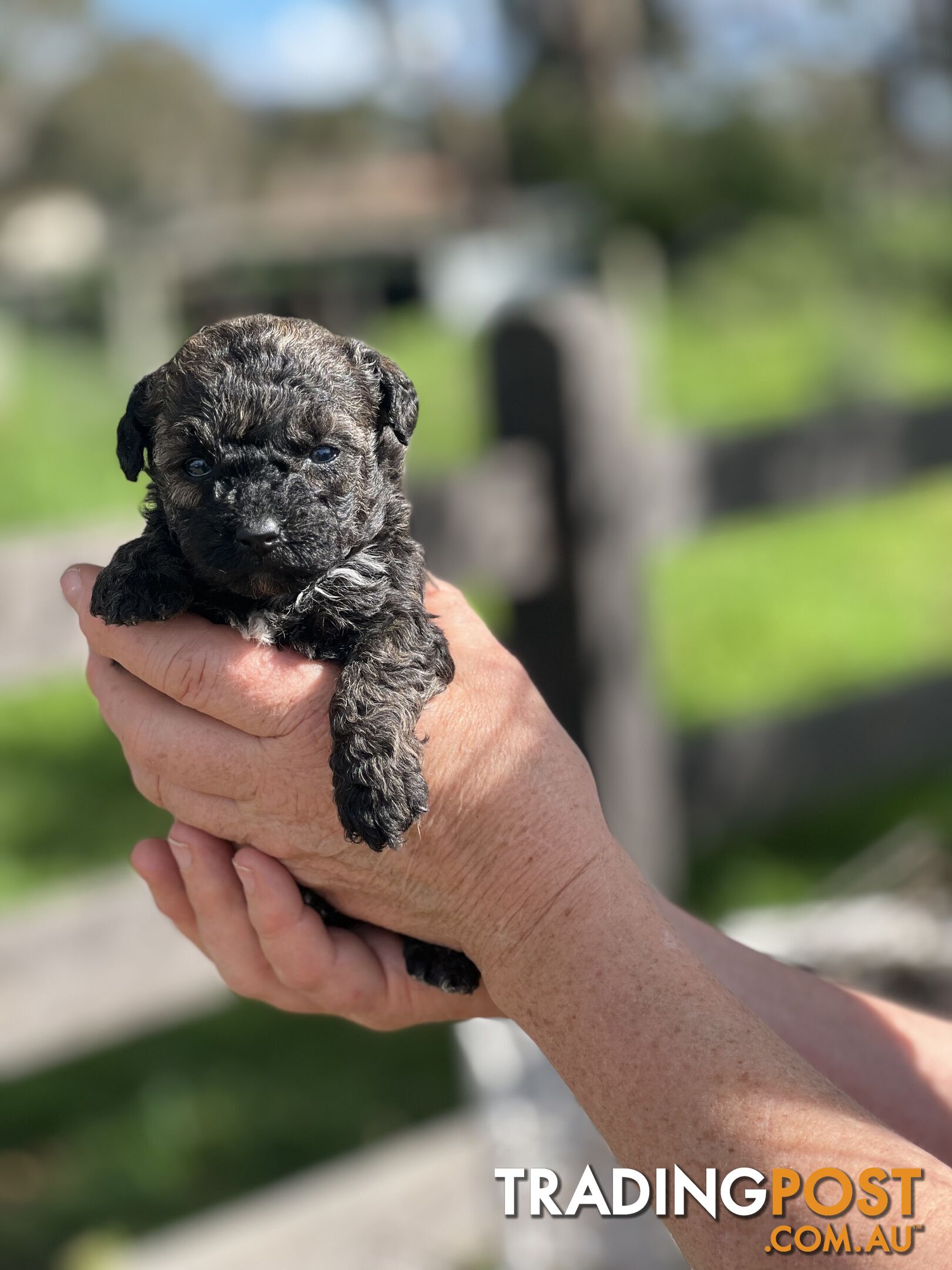 6 x Toy Poodle x Aussie Terrier Puppies For Sale