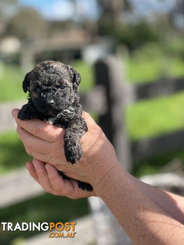 6 x Toy Poodle x Aussie Terrier Puppies For Sale