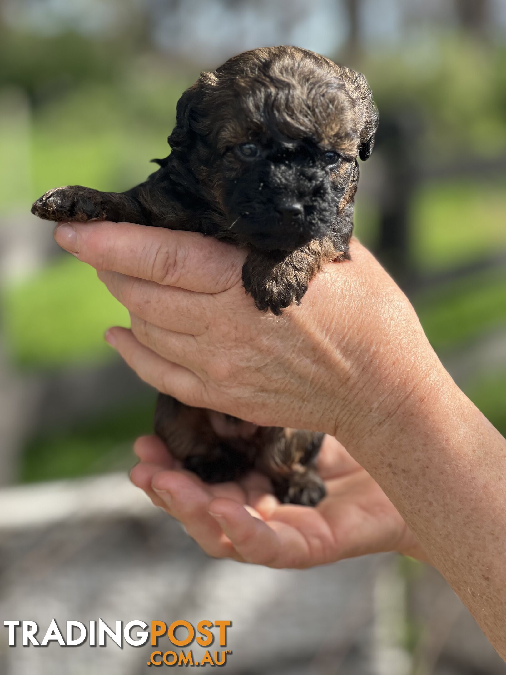 6 x Toy Poodle x Aussie Terrier Puppies For Sale