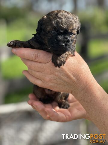 6 x Toy Poodle x Aussie Terrier Puppies For Sale