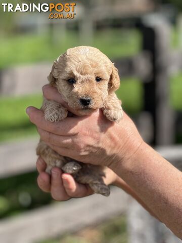 6 x Toy Poodle x Aussie Terrier Puppies For Sale