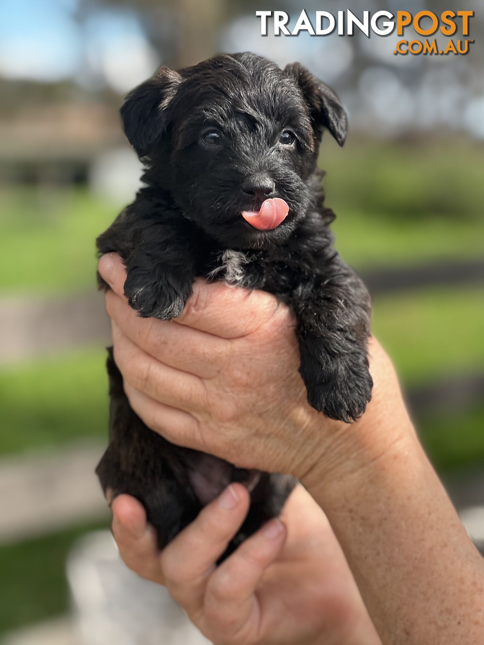 6 x Toy Poodle x Aussie Terrier Puppies For Sale