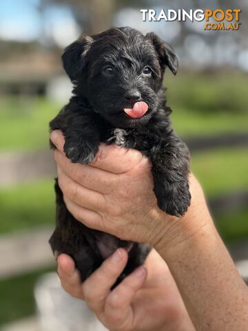 6 x Toy Poodle x Aussie Terrier Puppies For Sale