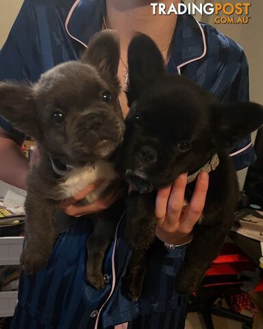 Fluffy &amp; Sleek Blue &amp; lilac French Bulldog Puppies