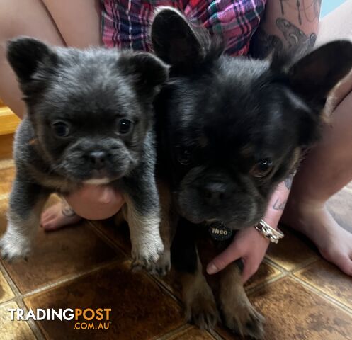 Female Fluffy French Bulldogs