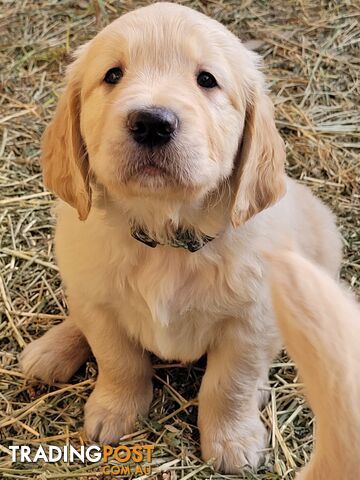 Pure Bred Golden Retriever puppies