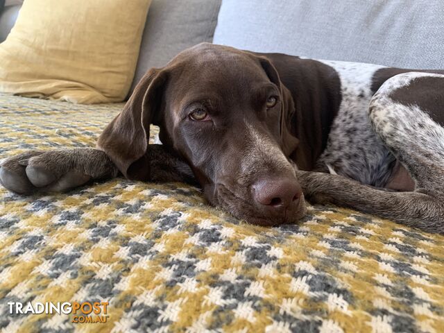 Pure bread 4 year old male GSP