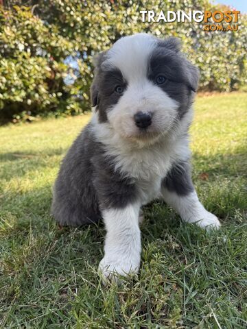 4 PUREBRED BORDER COLLIE PUPPIES