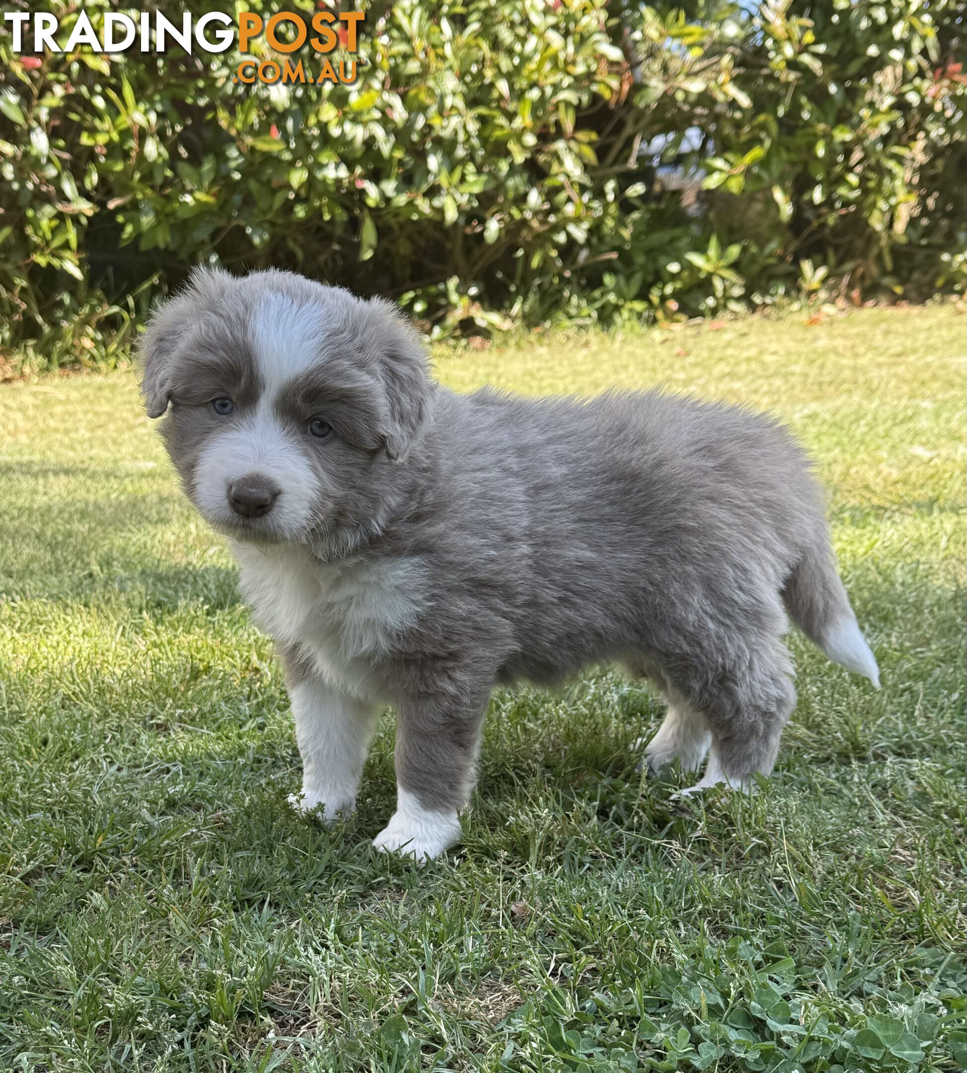 4 PUREBRED BORDER COLLIE PUPPIES