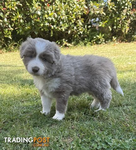 4 PUREBRED BORDER COLLIE PUPPIES