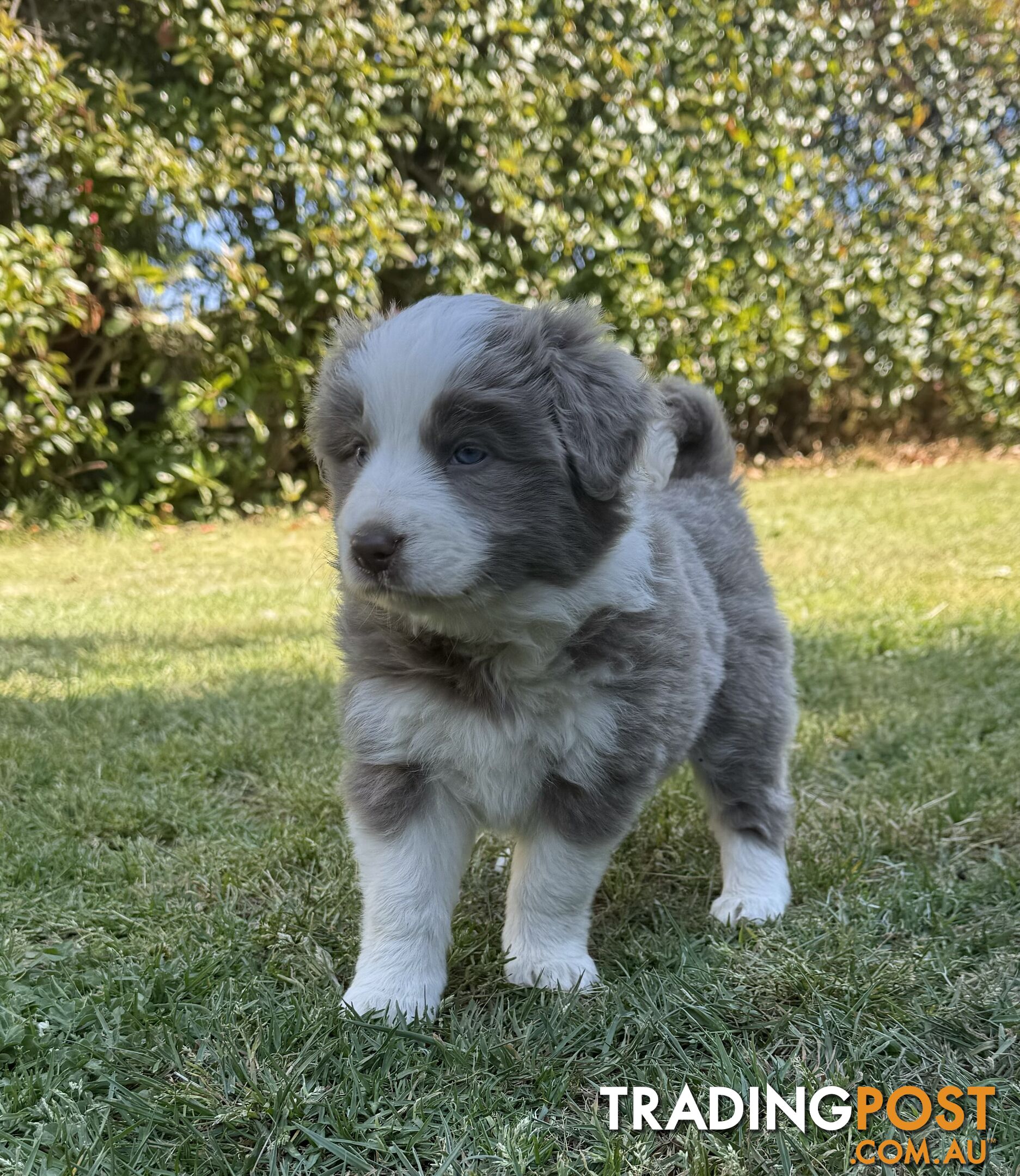 4 PUREBRED BORDER COLLIE PUPPIES