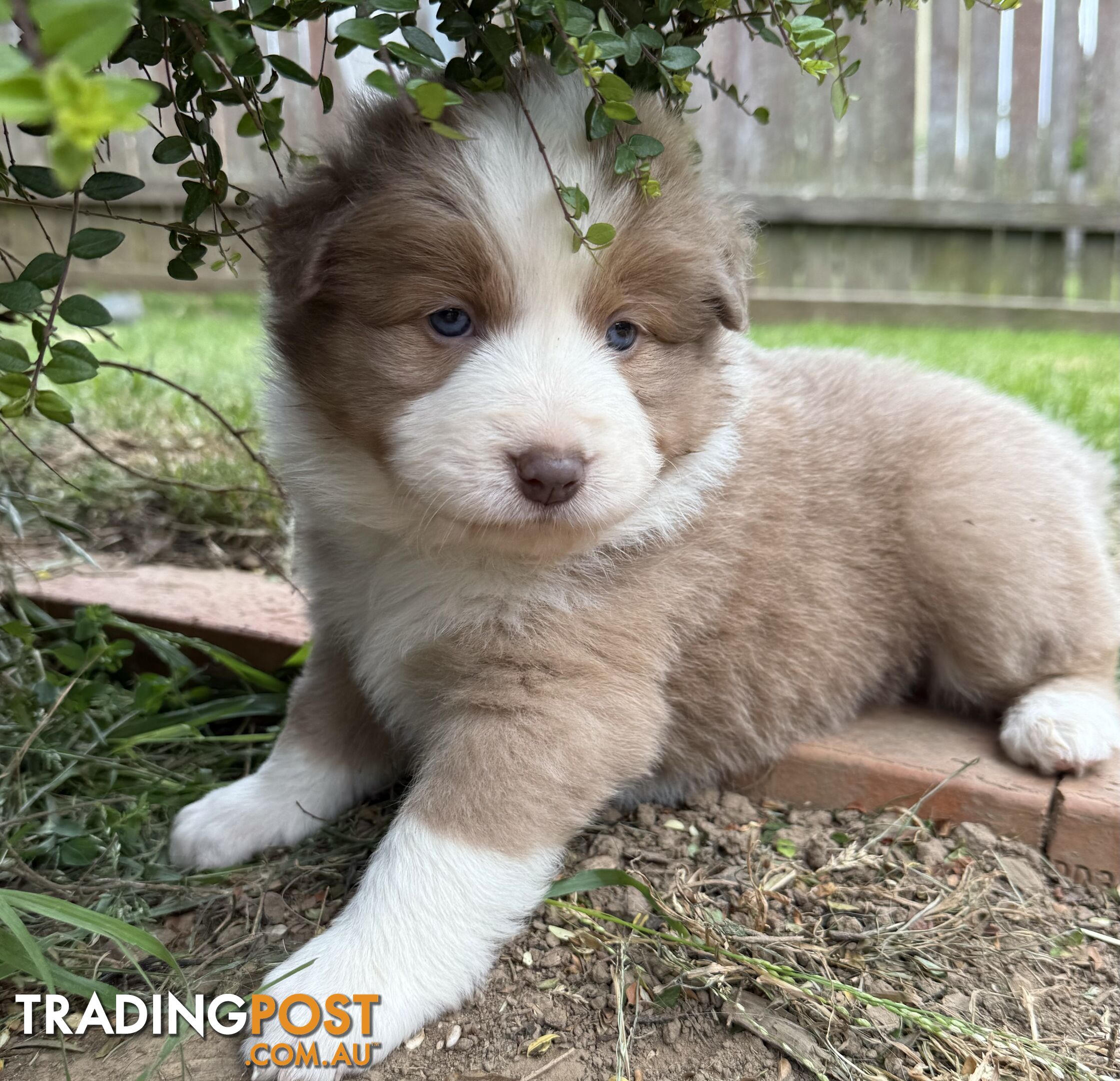 4 PUREBRED BORDER COLLIE PUPPIES