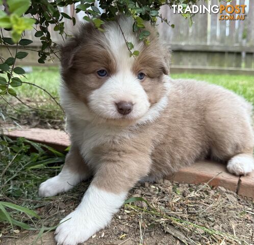 4 PUREBRED BORDER COLLIE PUPPIES