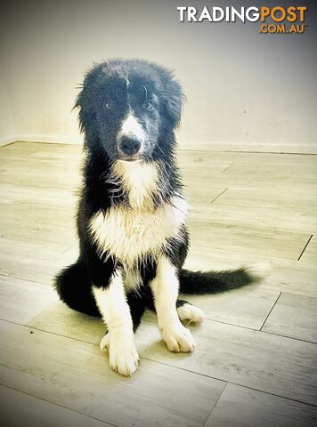 Aussie x Collie Pups for sale