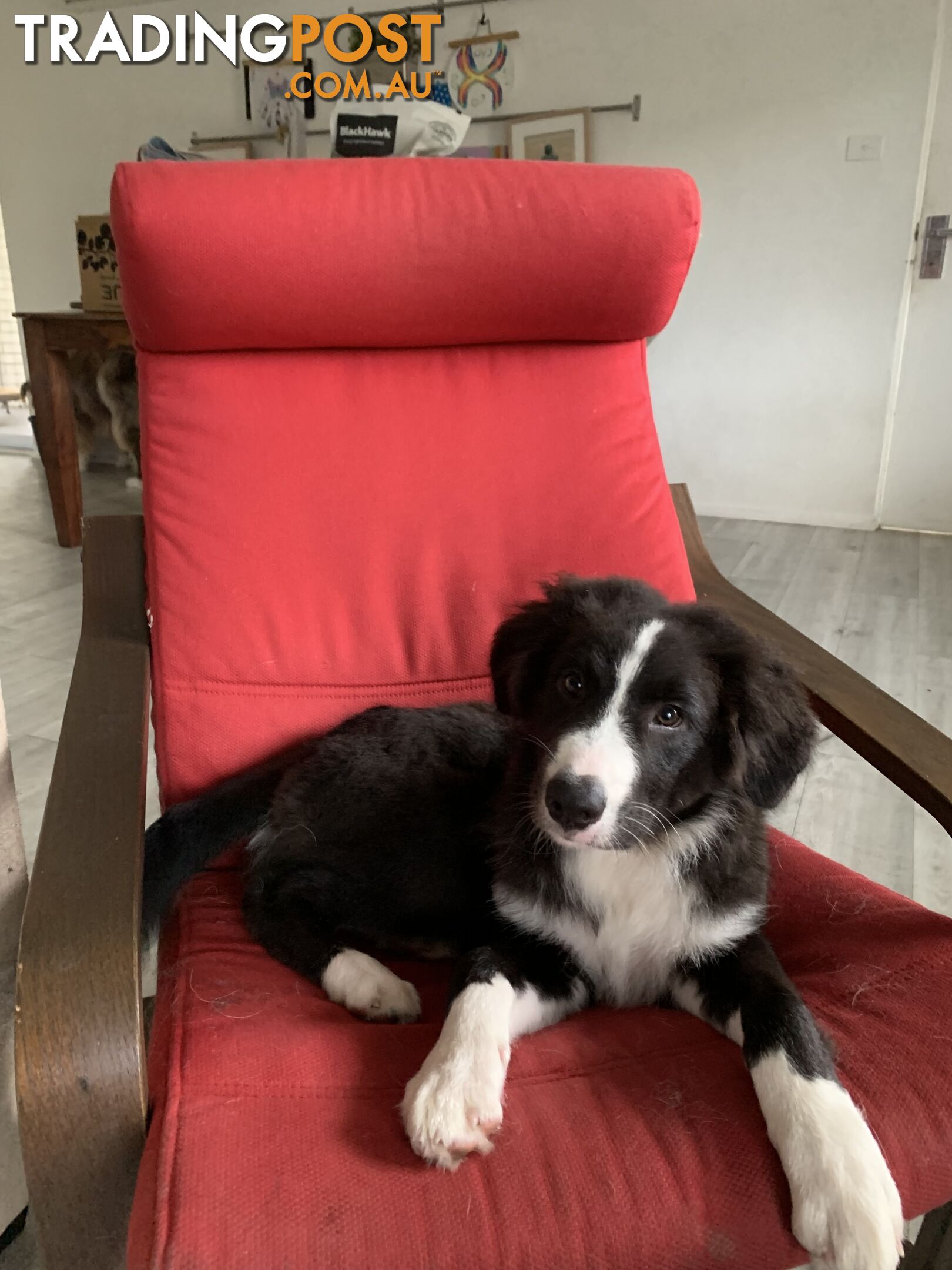 Aussie x Collie Pups for sale