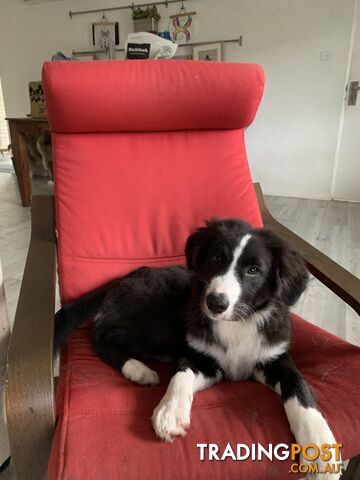 Aussie x Collie Pups for sale