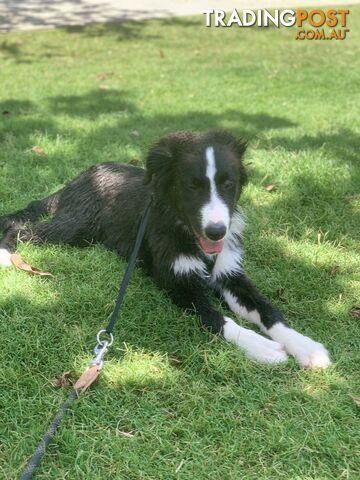 Aussie x Collie Pups for sale