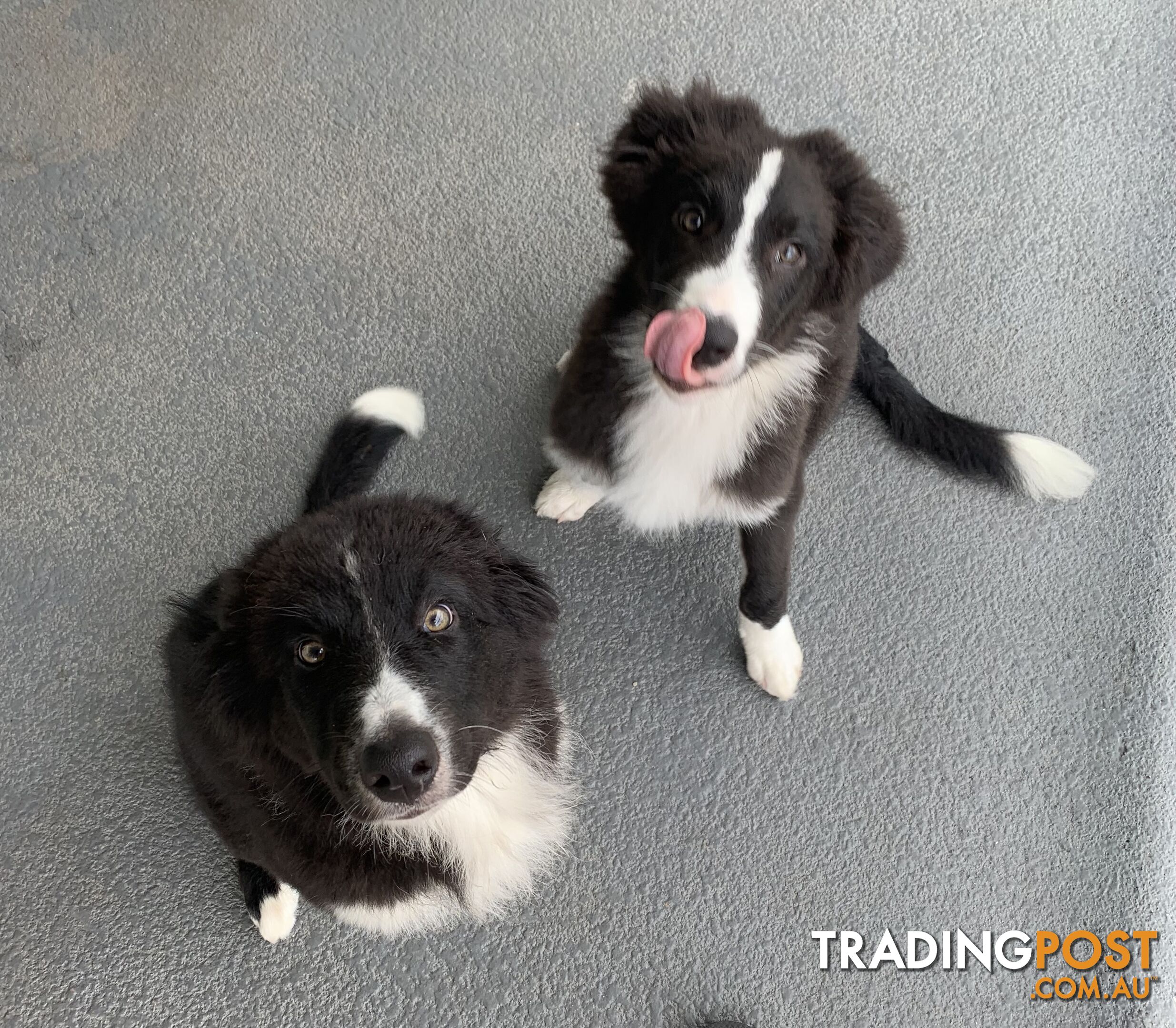 Aussie x Collie Pups for sale