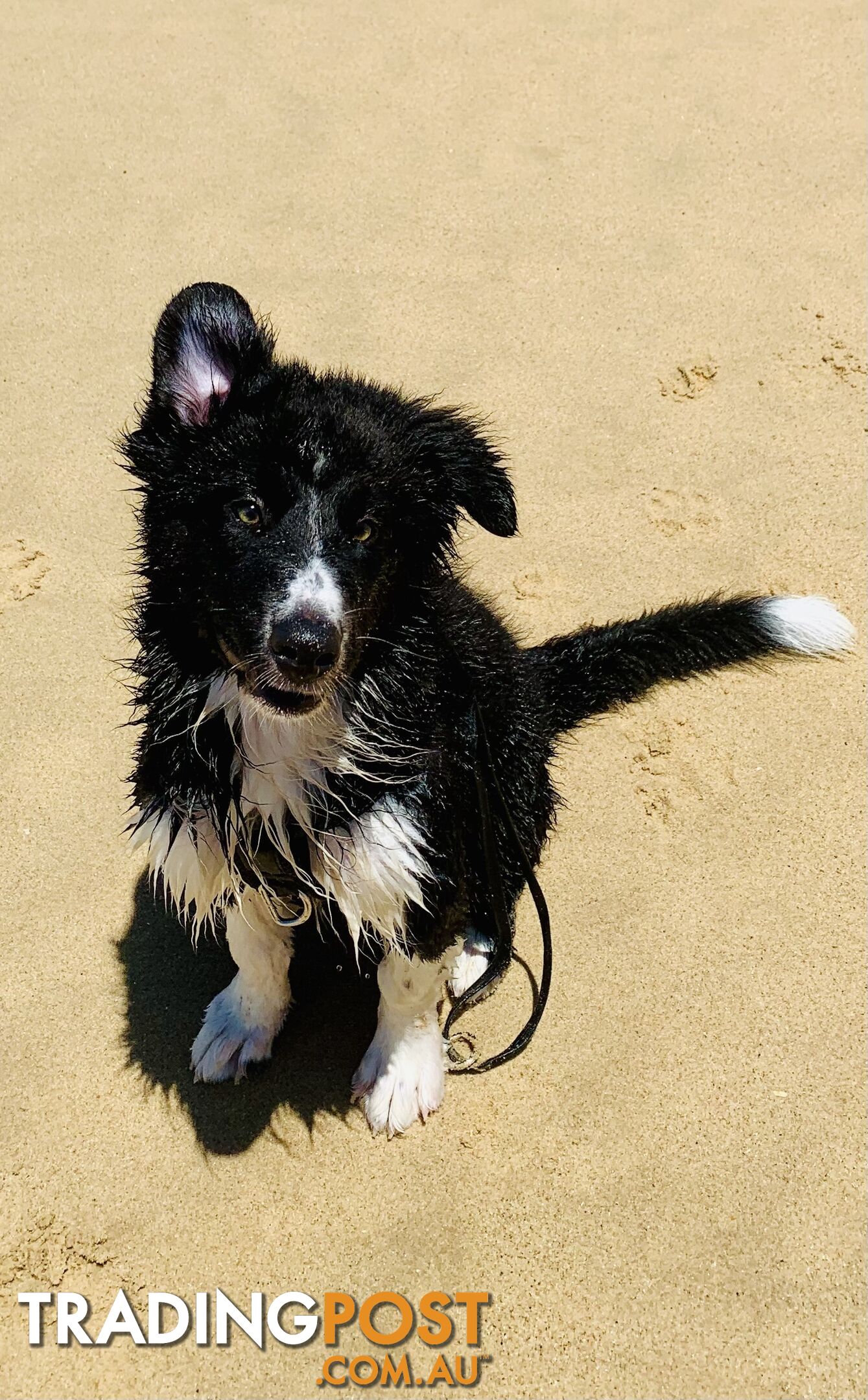 Aussie x Collie Pups for sale