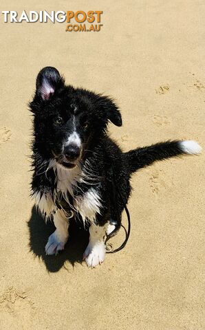 Aussie x Collie Pups for sale