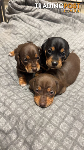 Purebred miniature dachshund pups