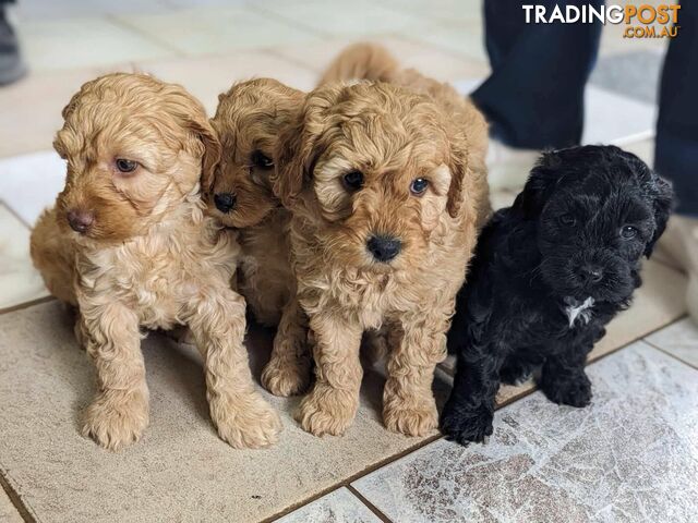 Schnoodle puppies for sale