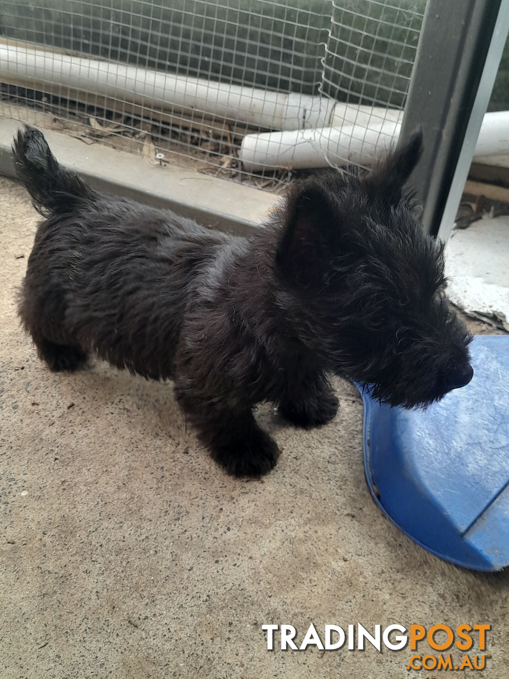 Scottish Terrier