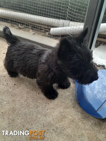 Scottish Terrier