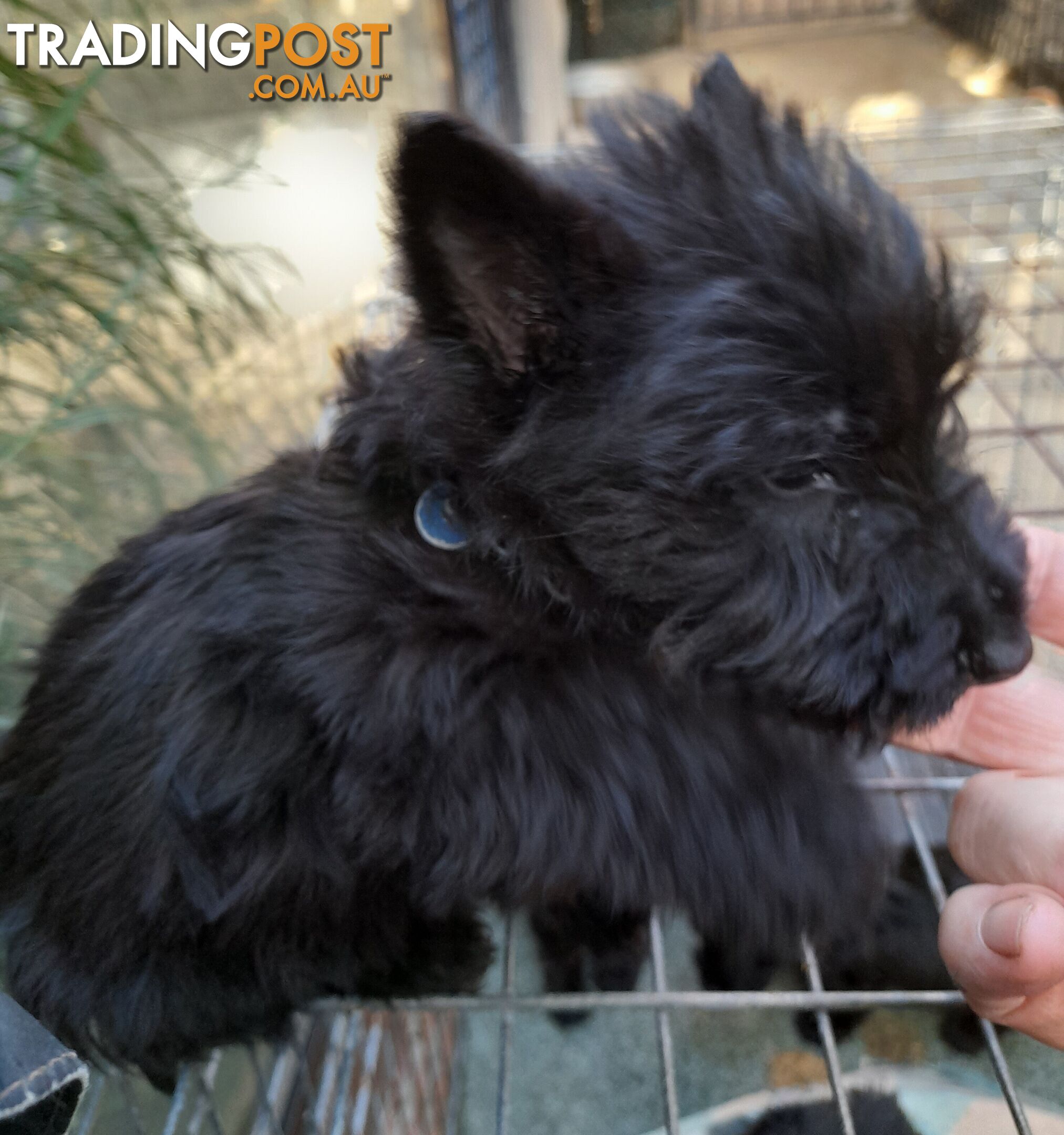 Scottish Terrier