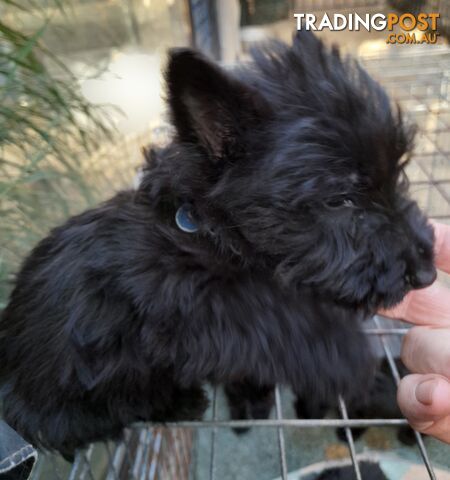 Scottish Terrier