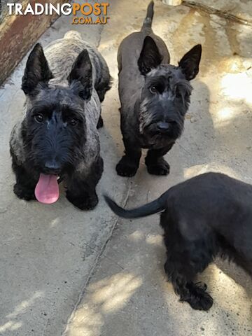 Scottish Terrier