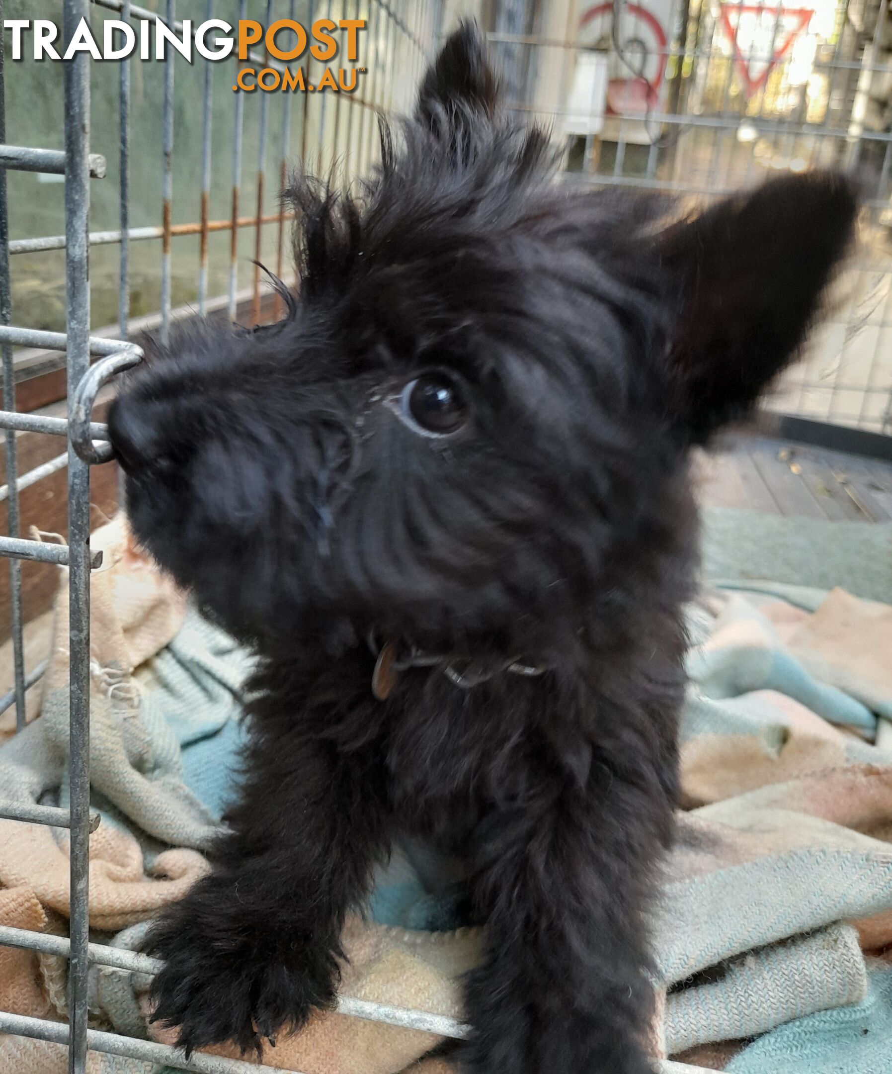 Scottish Terrier