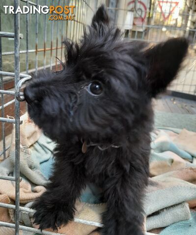 Scottish Terrier