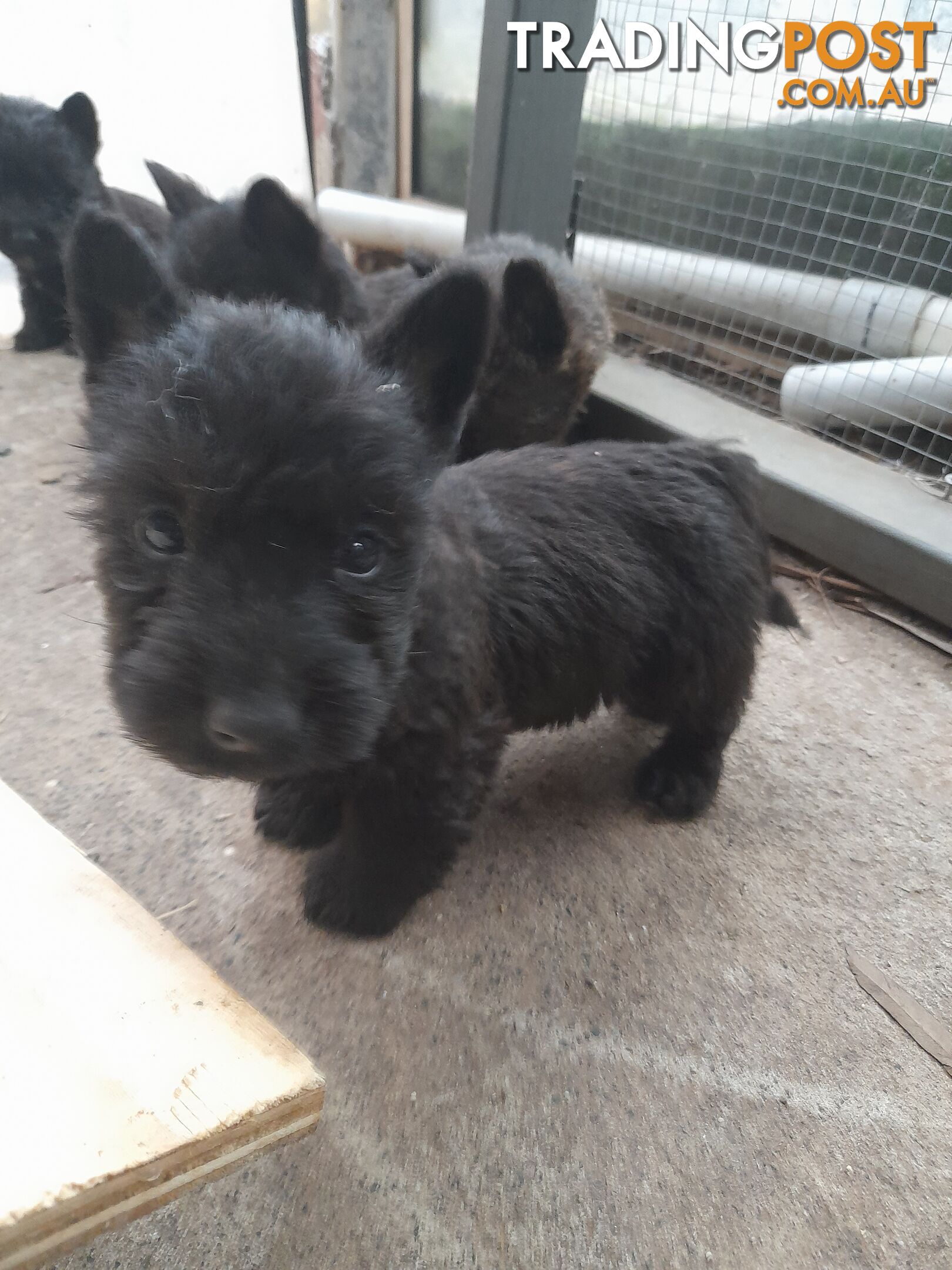 Scottish Terrier