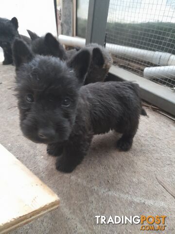 Scottish Terrier