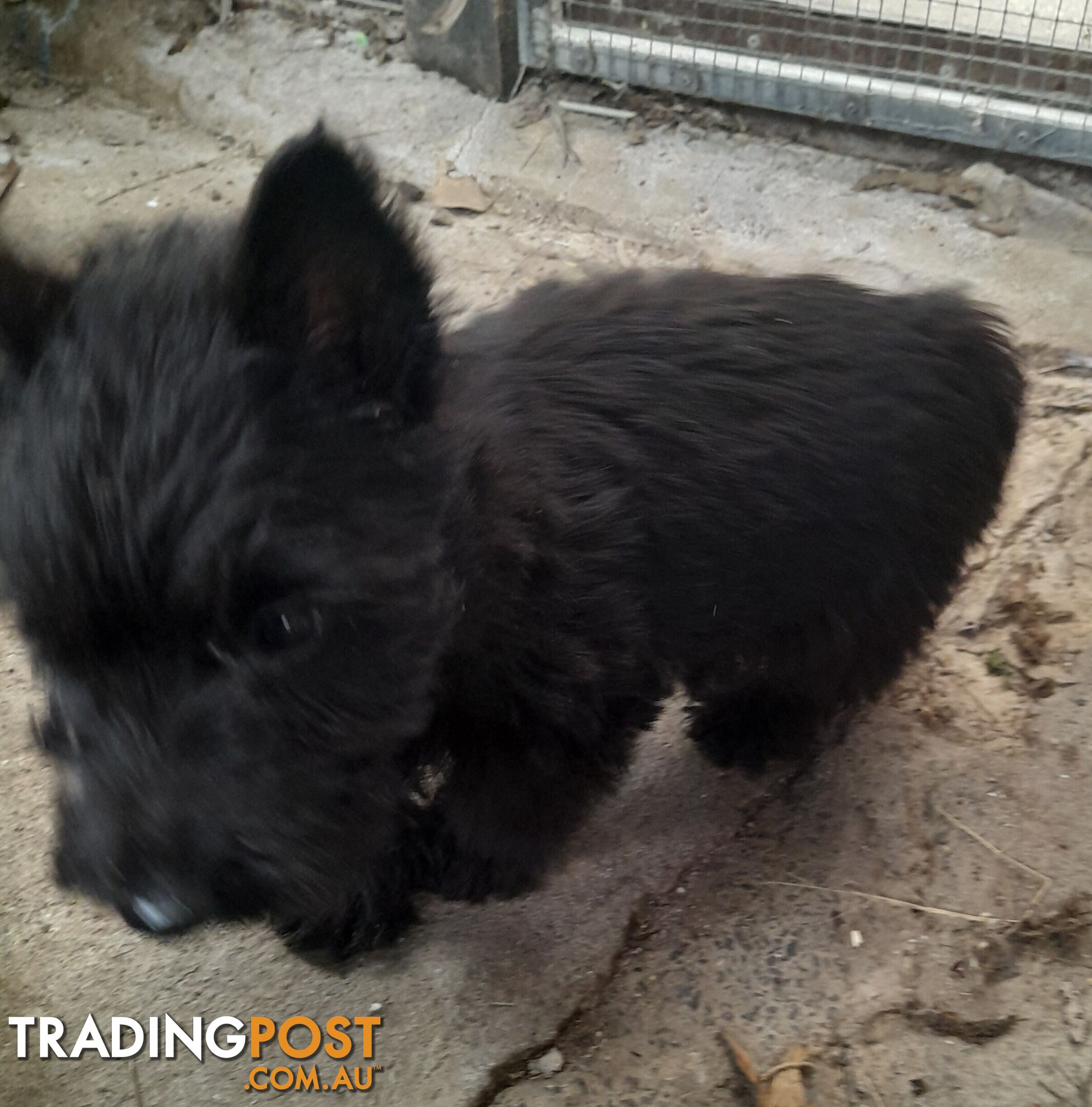 Scottish Terrier