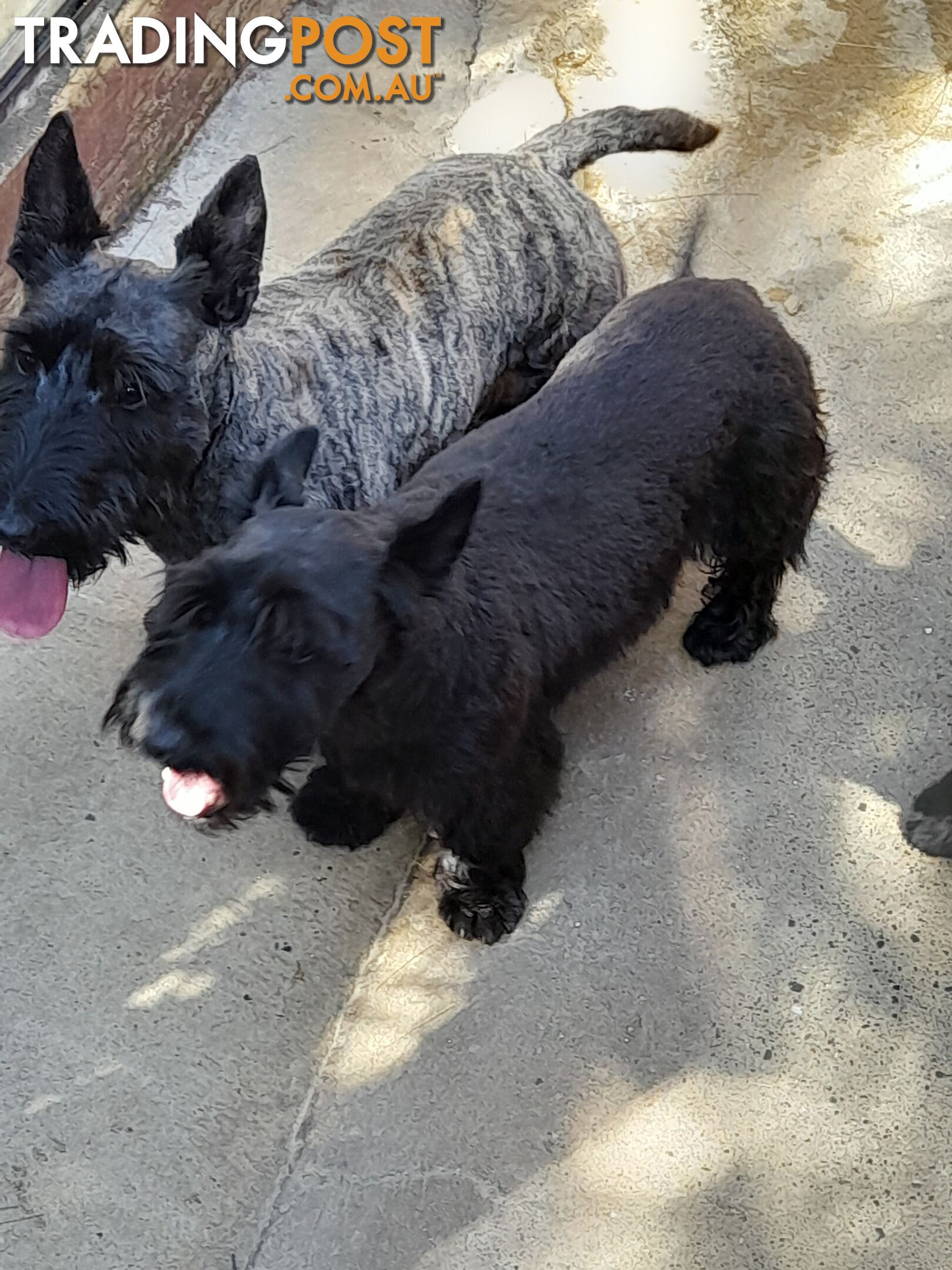 Scottish Terrier