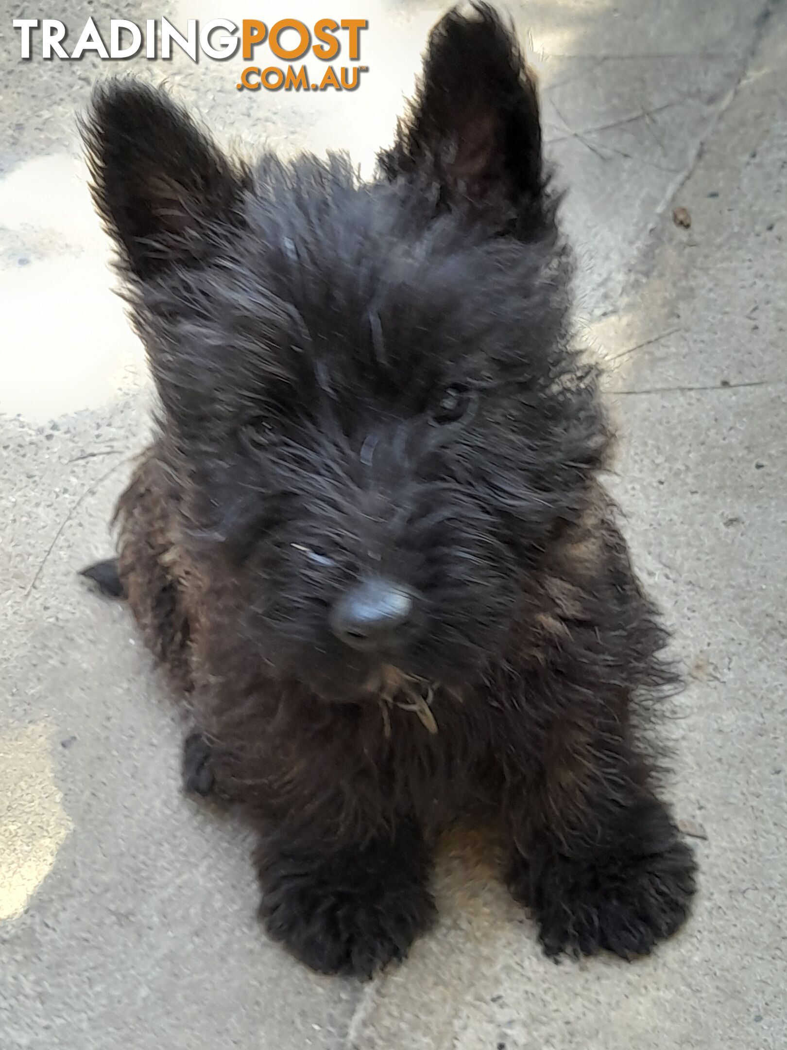 Scottish Terrier