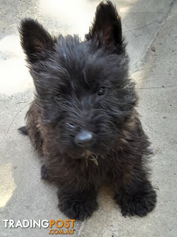 Scottish Terrier