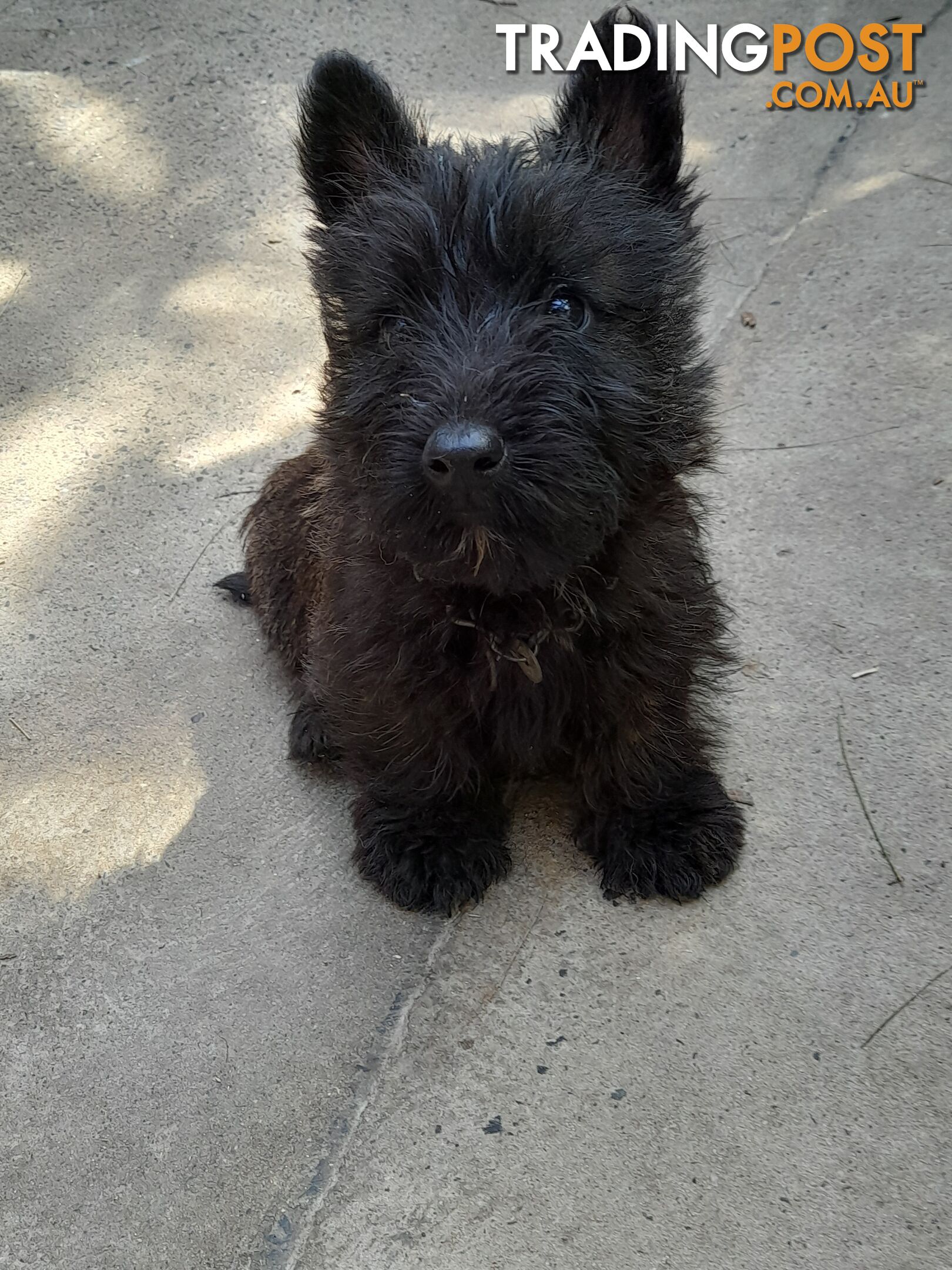 Scottish Terrier